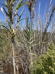 Arundo donax