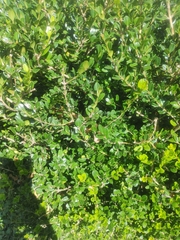 Melicytus orarius