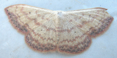 Scopula caesaria