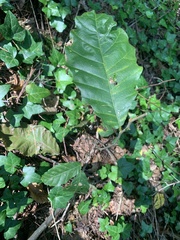 Fagaceae