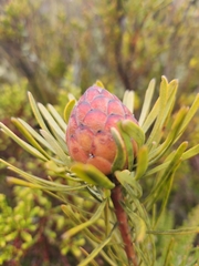 Leucadendron album