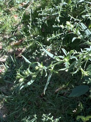 Symphyotrichum pilosum