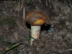 Russula foetens