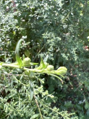 Symphyotrichum pilosum