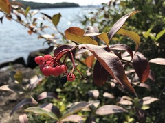 Viburnum cassinoides