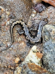 Desmognathus ocoee