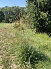 Sorghastrum