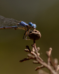 Argia agrioides