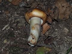 Russula foetens