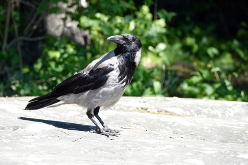 Corneja cenicienta (Corvus cornix)
