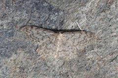 Idaea typicata
