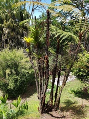 Cyatheaceae