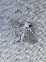 Tolype velleda