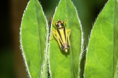 Evacanthus interruptus