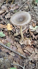 Amanita vaginata