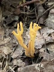 Clavulinopsis corniculata