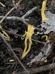 Clavulinopsis corniculata