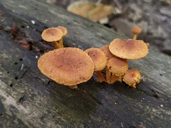 Pholiota granulosa