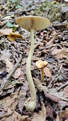Amanita vaginata