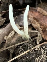 Clavulinopsis corniculata