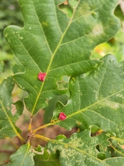 Neuroterus albipes
