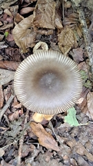 Amanita vaginata