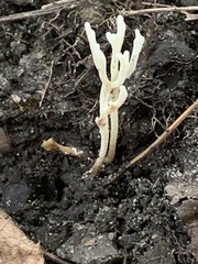 Clavulinopsis corniculata