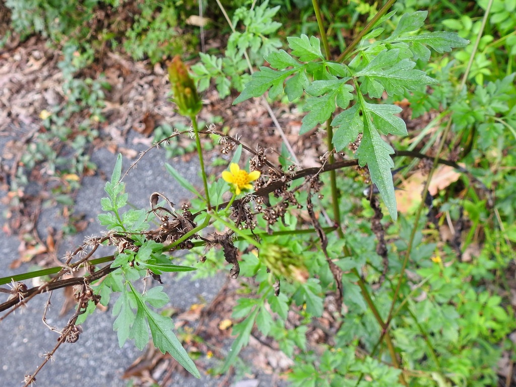 Spanish needles from Prince County, MD, USA on September 18