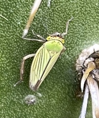 Chlorogonalia losoplanensis