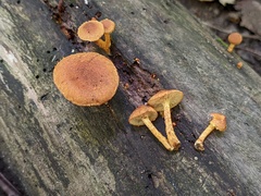 Pholiota granulosa