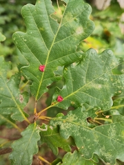 Neuroterus albipes