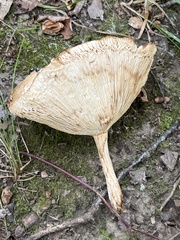 Russulaceae