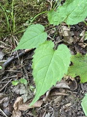 Eurybia schreberi