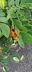 Gloriosa superba