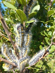 Bombycomorpha bifascia