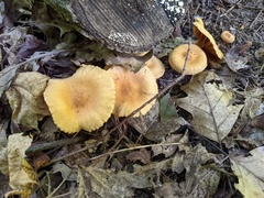 Cortinarius distans