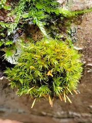 Ulota