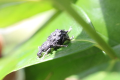 Megalometis spinifer