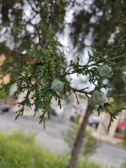 Cupressus lusitanica