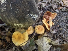 Cortinarius distans