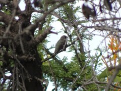 Archilochus alexandri