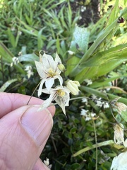 Melasphaerula graminea