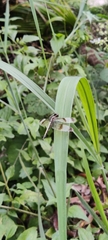 Neurothemis tullia