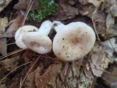 Lactarius chrysorrheus