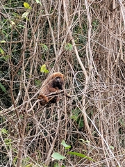 Alouatta guariba