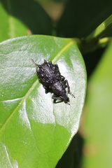 Megalometis spinifer