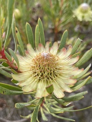 Protea scolymocephala