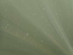 Craspedacusta sowerbii