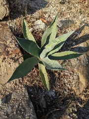 Agave