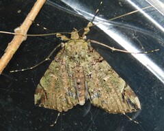 Gigantoceras rectilinea